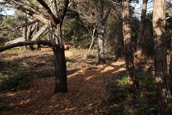 Mendocino Bay Overlook (Public Access Easement) - Overlook path entrance due south- stretches for 200-400ft back to Brewery Gulch Road (4/18/2018 - Credits: Kellen Lim)