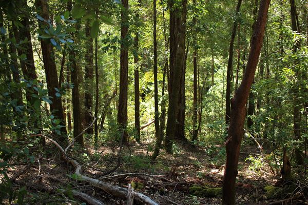 Faulkner County Park (4/19/2018 - Credits: Kellen Lim)