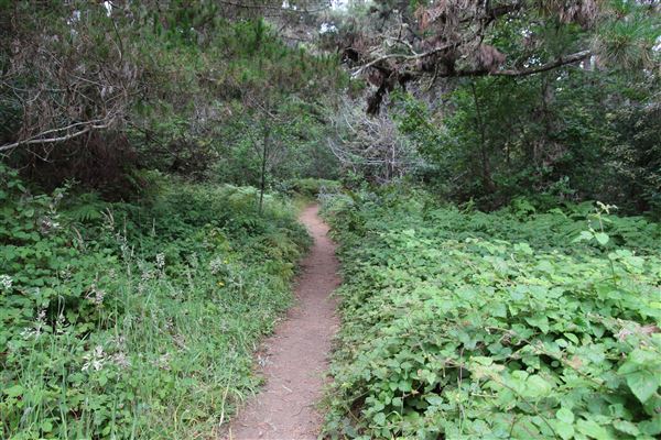 Jug Handle State Natural Reserve (SNR) (7/8/2017 - Credits: Kellen Lim)