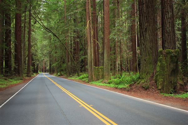 Navarro River Redwoods State Park (SP) (5/15/2018 - Credits: Kellen Lim)