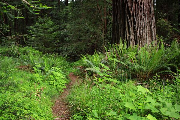 Navarro River Redwoods State Park (SP) (5/15/2018 - Credits: Kellen Lim)
