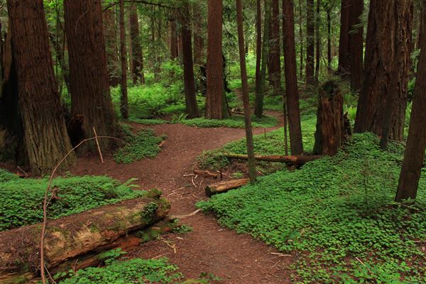 Navarro River Redwoods State Park (SP) (5/15/2018 - Credits: Kellen Lim)