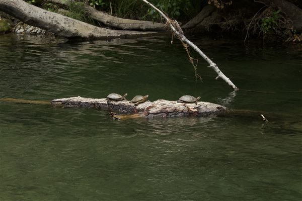 Navarro River - located in Hendy Woods State Park (SP) (5/31/2018 - Credits: Kellen Lim)