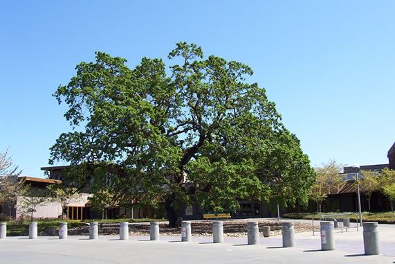 Finley Community Park (7/25/2018)