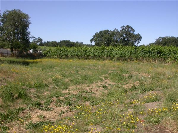 Olivet Grange Vineyard (7/25/2018)
