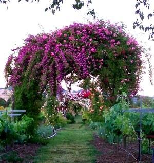 The Russian River Rose Company (7/25/2018)