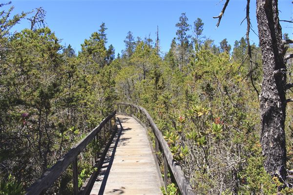 Van Damme State Park (SP) / Beach / Pygmy Forest / Fern Canyon Trail / Spring Ranch Trail - Pygmy Forest (6/1/2018 - Credits: Kellen Lim)