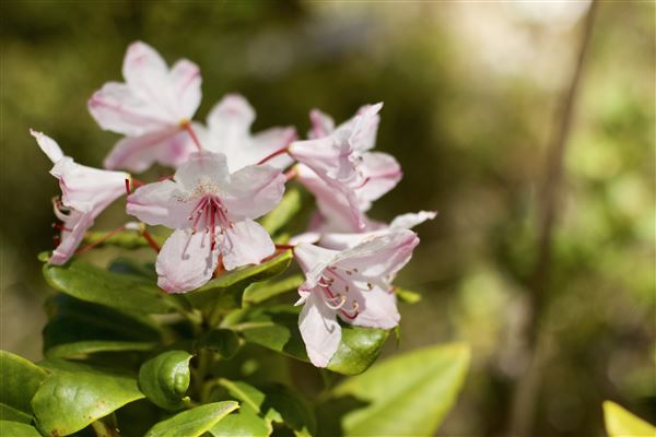 Van Damme State Park (SP) / Beach / Pygmy Forest / Fern Canyon Trail / Spring Ranch Trail - Fern Canyon Trail, way back to loop junction after 2 miles; blossoming rhododendrons (6/1/2018 - Credits: Kellen Lim)