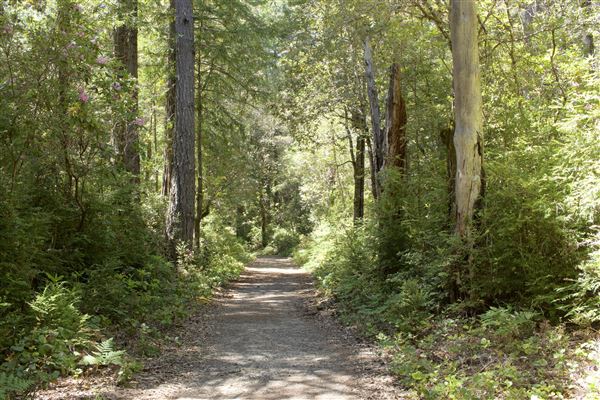 Van Damme State Park (SP) / Beach / Pygmy Forest / Fern Canyon Trail / Spring Ranch Trail - Entering forested segment of Fern Canyon Trail (6/2/2018 - Credits: Kellen Lim)