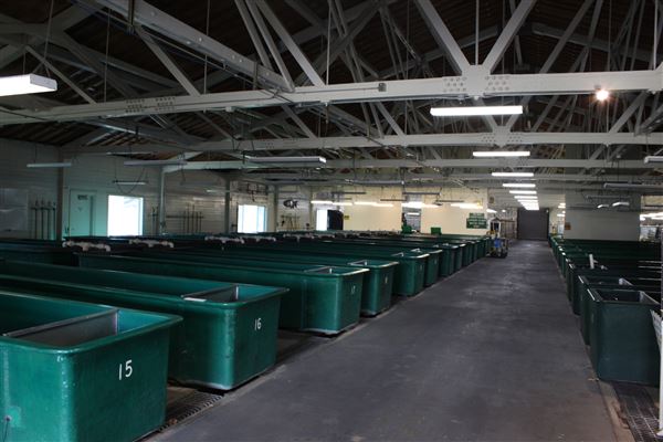 Coleman National Fish Hatchery (7/1/2018 - Credits: Film Shasta)