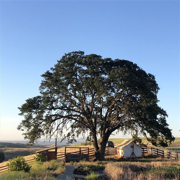Enney Ranch @ Paso Robles (1/4/2021 - Credits: Courtney Delancey)