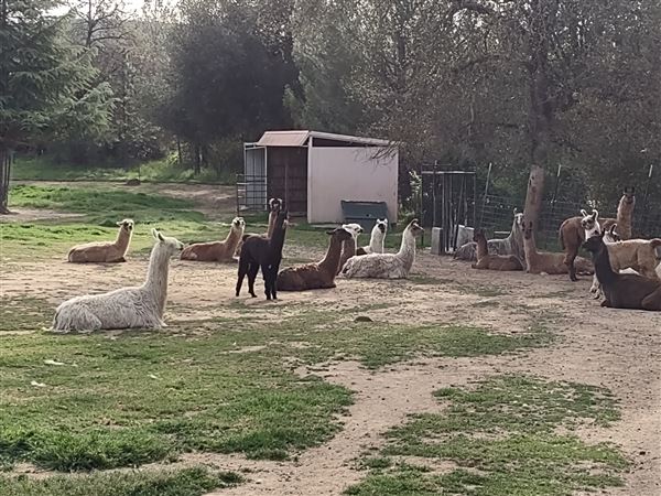 New Leaf Llama Farm (4/11/2022 - Credits: Yuba Sutter Film Commission)