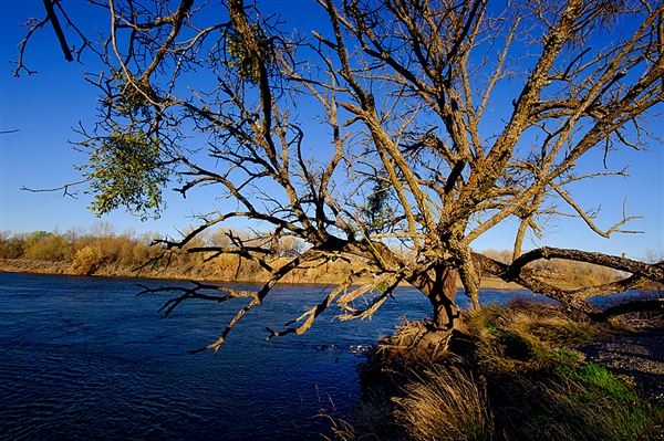 Bidwell-Sacramento River State Park (SP) (3/7/2012 - Credits: Brian Baer)