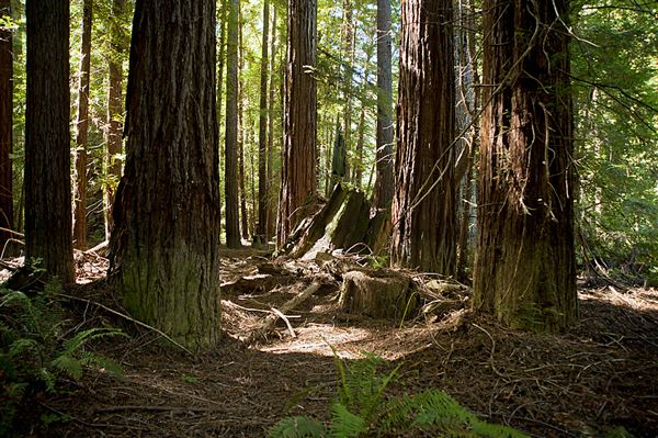 Navarro River Redwoods State Park (SP) (9/7/2011 - Credits: Brian Baer)