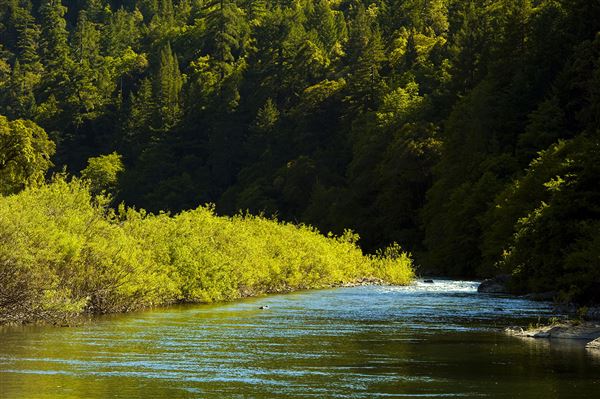Smithe Redwoods State Natural Reserve (SNR) (6/21/2010 - Credits: Brian Baer)