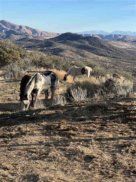 Animal Party Rescue and Sanctuary (3/17/2023)