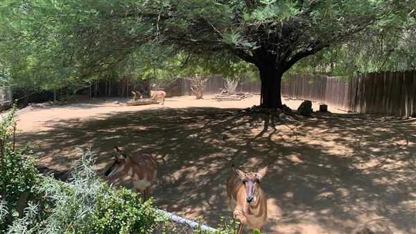Los Angeles Zoo & Botanical Gardens - LA Zoo (6/25/2023 - Credits: Brandy Davis)