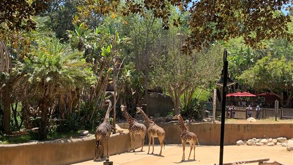 Los Angeles Zoo & Botanical Gardens - LA Zoo (6/25/2023 - Credits: Brandy Davis)