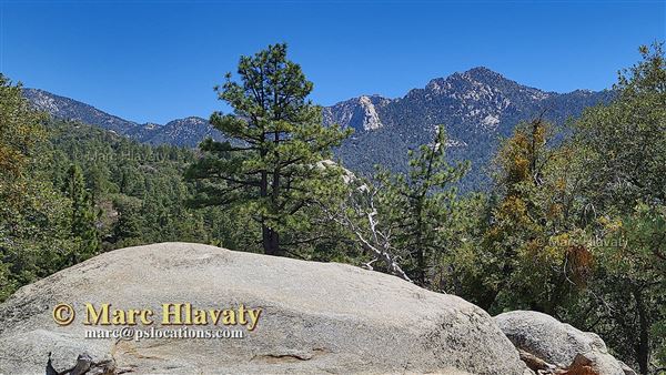 Idyllwild Nature Center - Forest (7/5/2023 - Credits: Marc Hlavaty)