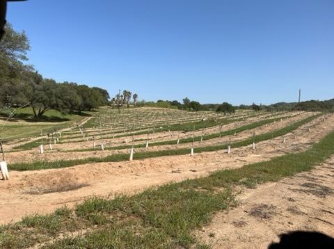 Olive Ranch (5/10/2022 - Credits: Placer County)