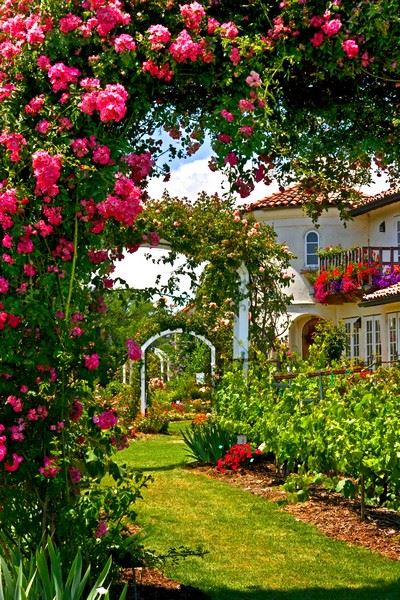 The Russian River Rose Company - Rose American Pillar (12/26/2023 - Credits: Jan Tolmasoff)