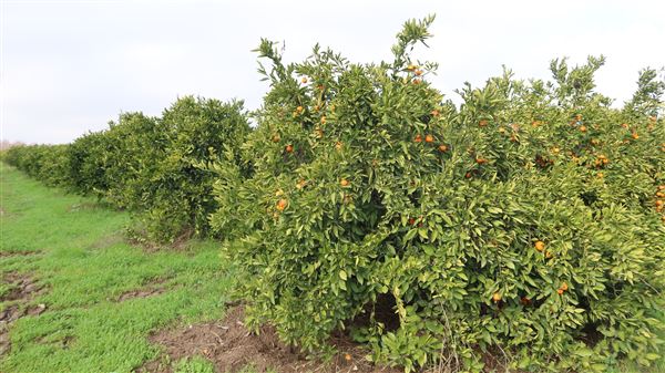 Moody's Middle Mountain Mandarins (1/13/2024 - Credits: Film Yuba Sutter)