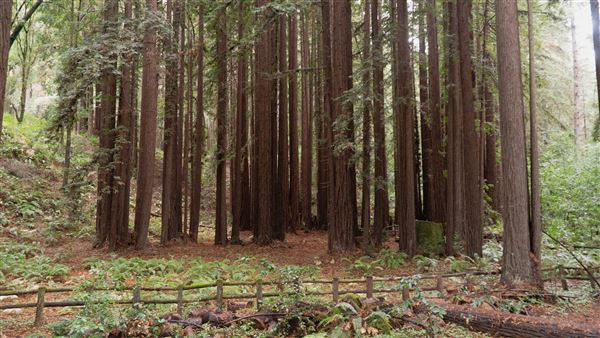 Forest of Nisene Marks State Park (SP), The - Spotlight on Parks - NIsene Marks Redwoods (1/1/2023 - Credits: Caryn Hewlett - 2023)