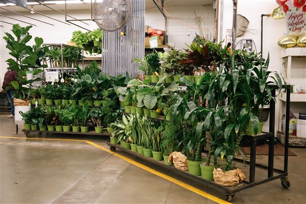 The Original Los Angeles Flower Market (2/26/2024 - Credits: OLAFM Marketing Team)