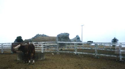 J G Angus Ranch (12/31/2003)