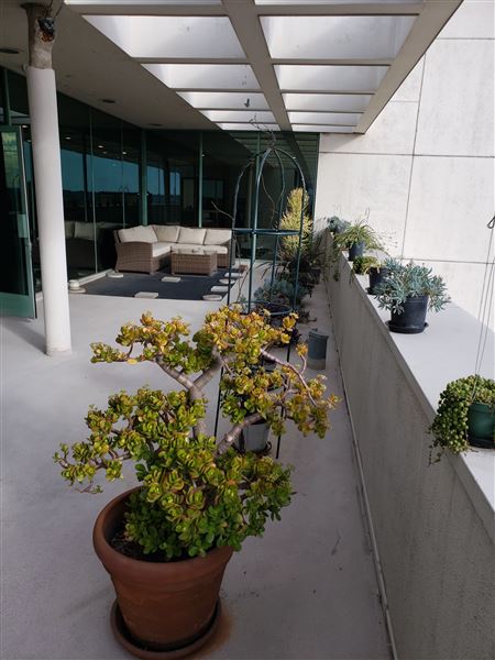 5757 Wilshire Blvd., Penthouse 20, Miracle Mile 90036 (12/20/2024 - Credits: Pamela Koslyn)