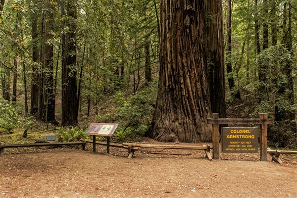 Armstrong Redwoods State Natural Reserve (SNR) (5/26/2015 - Credits: Brian Baer)