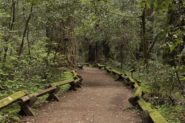 Armstrong Redwoods State Natural Reserve (SNR) (4/26/2019 - Credits: Brian Baer)
