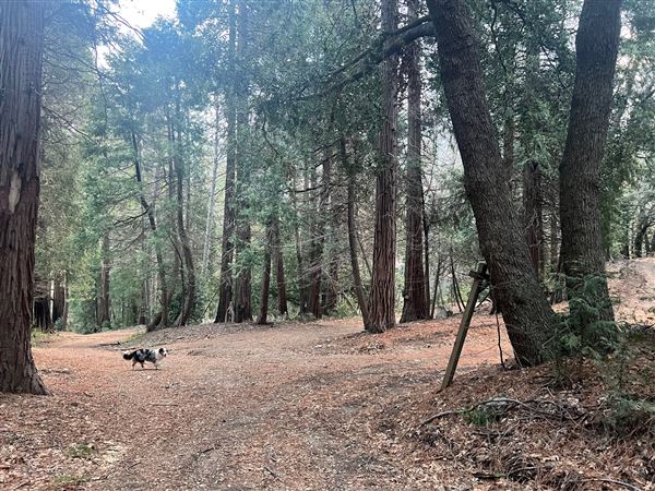 4 Log Cabins and 15 Wooded Acres Near Crestline, CA (4/9/2025 - Credits: Michelle Dowd)