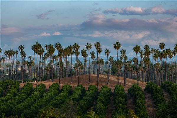 California Citrus State Historic Park (SHP) (3/20/2022 - Credits: Brian Baer)