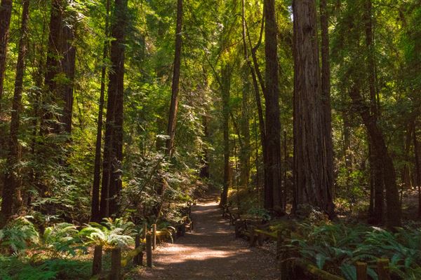 Armstrong Redwoods State Natural Reserve (SNR) (4/17/2025 - Credits: Mariah Harkey)
