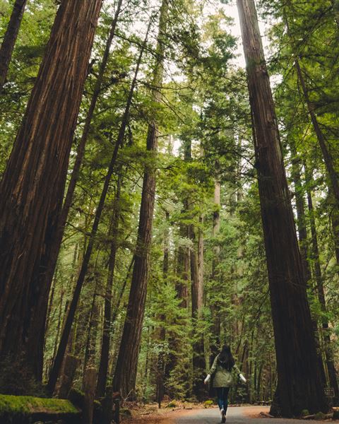 Armstrong Redwoods State Natural Reserve (SNR) (4/17/2025 - Credits: Mariah Harkey)