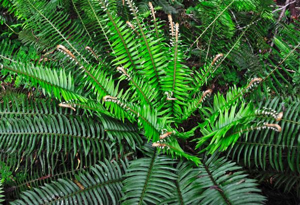 Armstrong Redwoods State Natural Reserve (SNR) (4/17/2025 - Credits: Al Mueller)