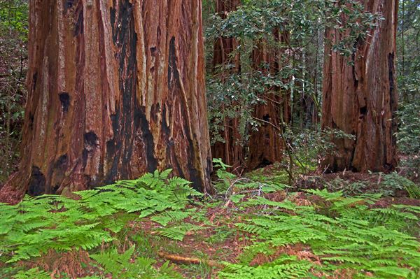 Armstrong Redwoods State Natural Reserve (SNR) (4/17/2025 - Credits: Al Mueller)