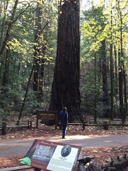 Armstrong Redwoods State Natural Reserve (SNR) (4/17/2025 - Credits: Photo Courtesy of Sonoma County)