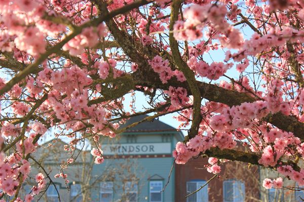Windsor (4/25/2025 - Credits: Photo Courtesy of Sonoma County)