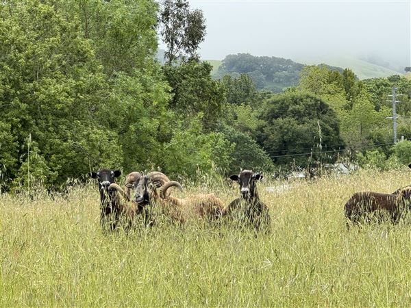 Horick Ranch (4/21/2024 - Credits: submitted by: Todd Horick)