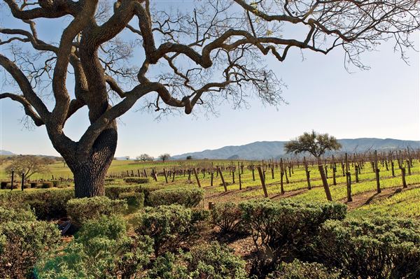 Santa Ynez - Vineyard (6/11/2025 - Credits: Jay Sinclair Courtesy Visit Santa Barbara)