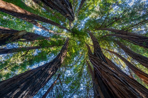 Forest of Nisene Marks State Park (SP), The (11/10/2023 - Credits: Brian Baer)