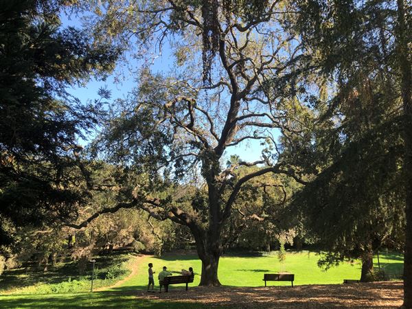Los Gatos - Bachman Park (7/8/2025 - Credits: Town of Los Gatos)