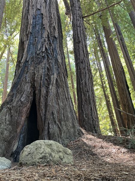 Pfeiffer Big Sur State Park (SP) (8/17/2025 - Credits: Melody Hildreth)
