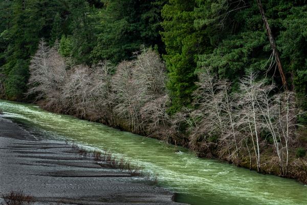 John B. Dewitt Redwoods State National Reserve (SNR) (2/13/2024 - Credits: Brian Baer)