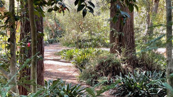 Descanso Gardens - Ancient Forest (3/7/2022 - Credits: Leo Fialho)