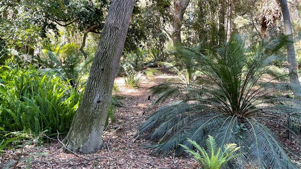 Descanso Gardens - Ancient Forest (3/7/2022 - Credits: Leo Fialho)