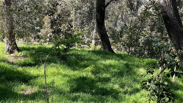 Descanso Gardens - Ancient Forest (3/7/2022 - Credits: Leo Fialho)