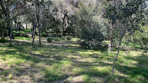 Descanso Gardens - Camellia Forest (3/7/2022 - Credits: Leo Fialho)